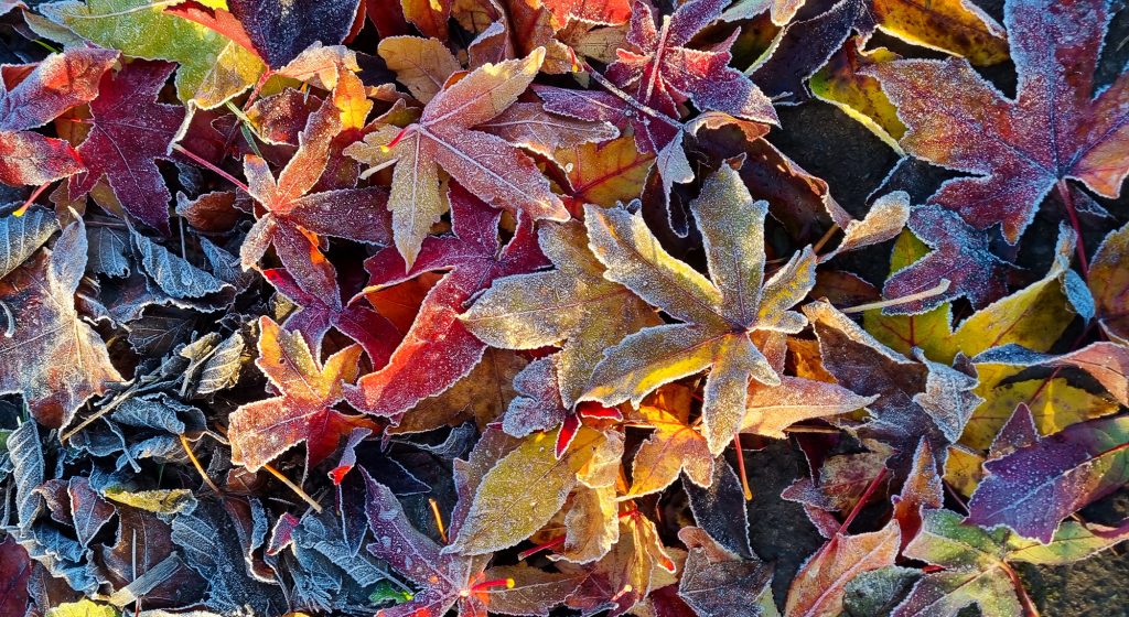 Autumn leaves on the ground with frost