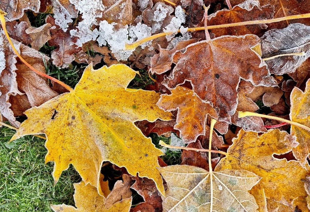 Autumn leaves with frost