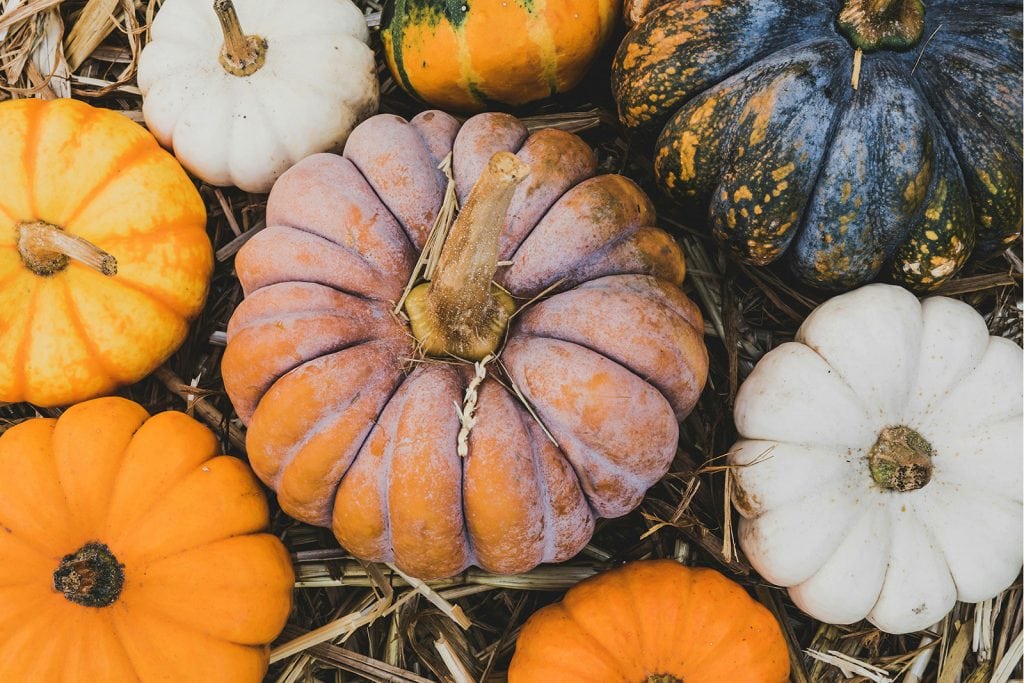 A collection of pumpkins in different colours